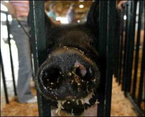 A pig, soon to be auctioned, thrusts its snout through the bars of the holding pen Monday afternoon during the 4-H Livestock Auction. By Ellie Bogue of The News-Sentinel